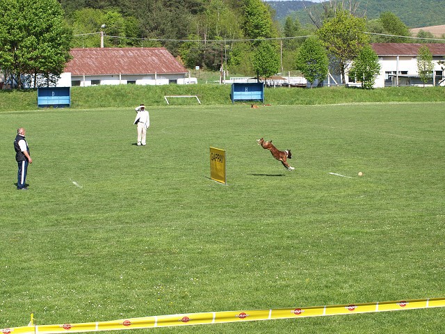 www.atibox.net * www.euroboxer.eu * www.boxergenealogia.eu